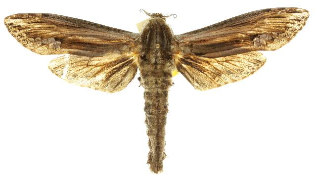 Duomitus ceramica