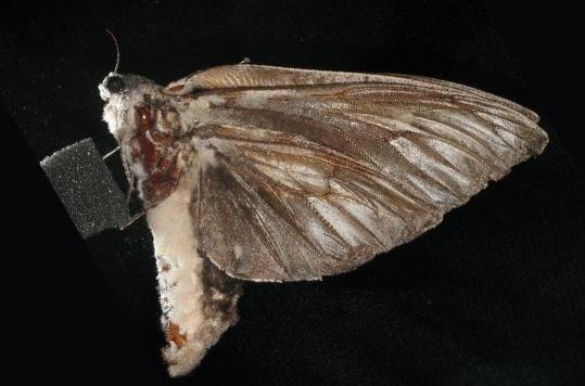 Endoxyla cinereus