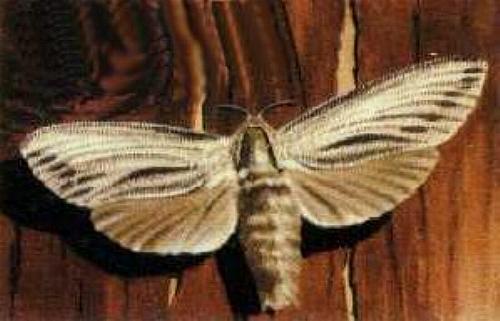 Endoxyla lituratus