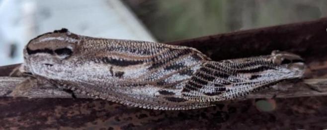Endoxyla lituratus