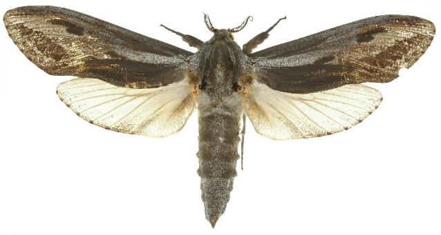 Endoxyla mackeri