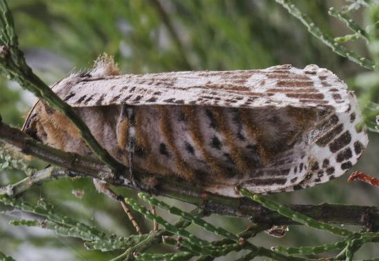 Endoxyla magniguttata