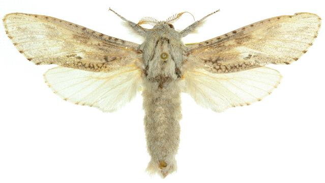 Endoxyla nephocosma