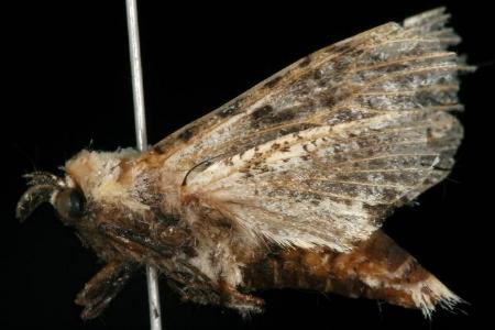 Endoxyla neuroxantha
