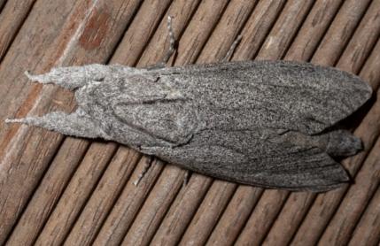 Endoxyla nubila