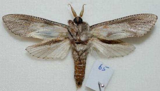 Endoxyla nubila