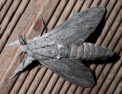 Endoxyla nubila