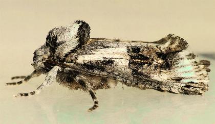 Archaeoses polygrapha