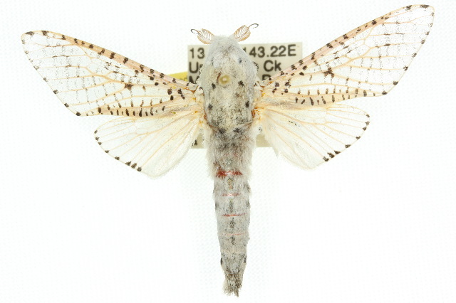Zeuzera quieta