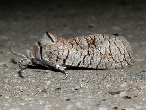 Culama suffusca