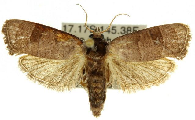 Eusthenica treicleiota