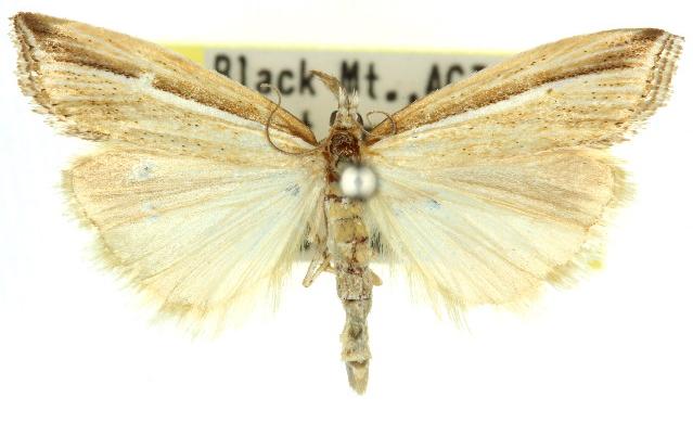 Hednota acontophora