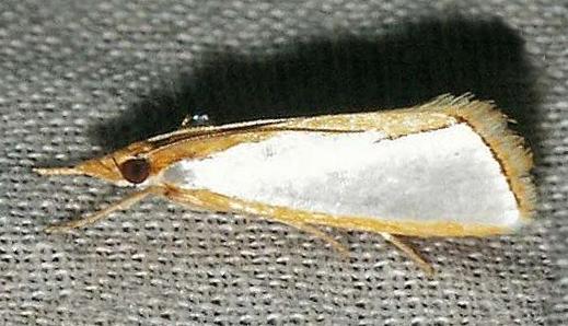 Neargyrioides aglaopis