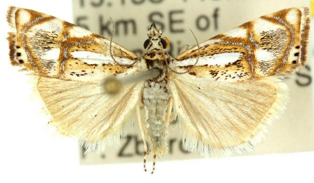 Hednota argyroeles