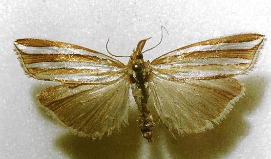 Hednota bivittella