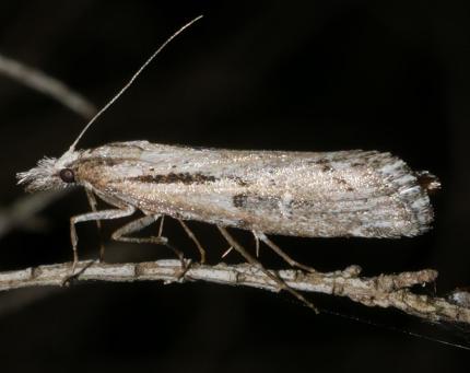 Hednota crypsichroa