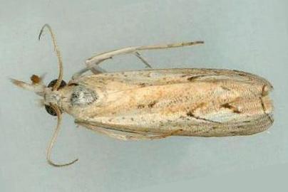 Culladia cuneiferellus