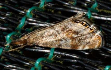 Glaucocharis dilatella