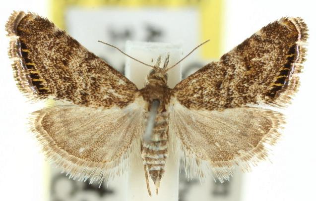 Glaucocharis dilatella