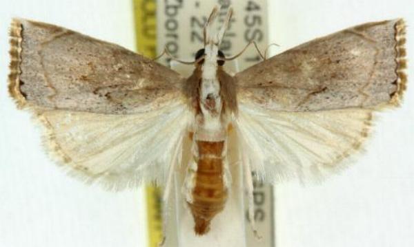 Autarotis euryala