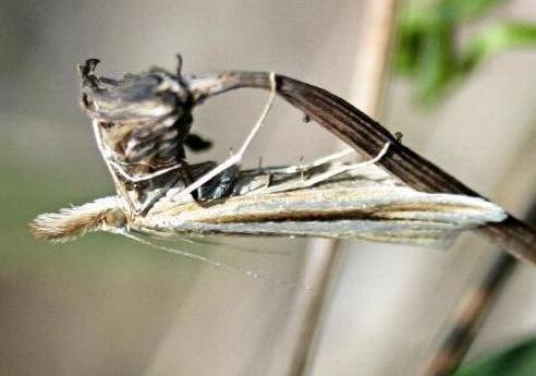 Hednota grammellus