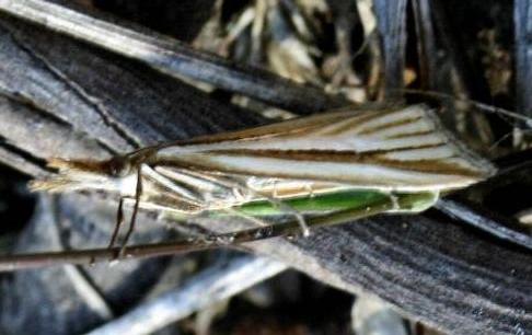 Hednota grammellus