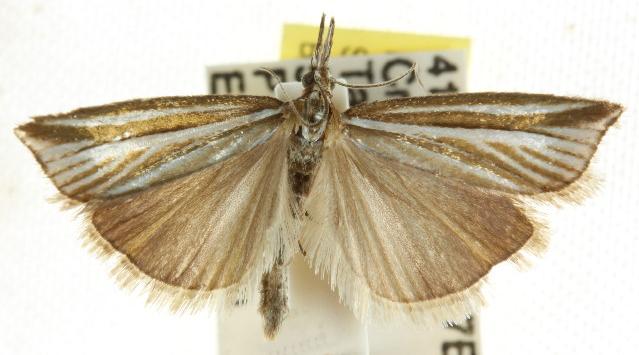 Hednota grammellus