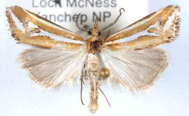 Hednota hoplitellus