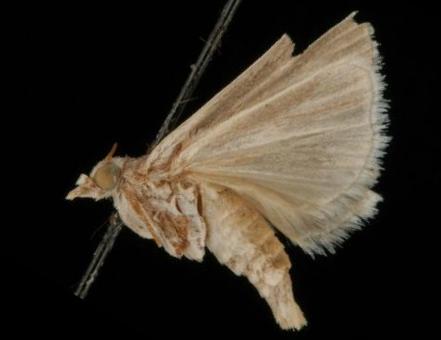Conocrambus medioradiellus