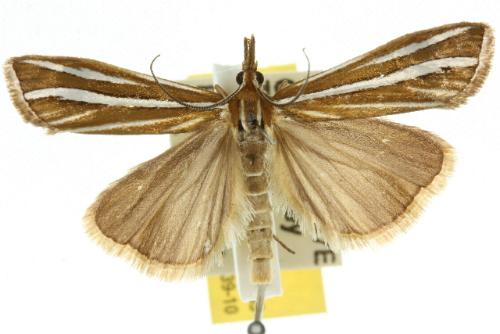 Hednota megalarcha