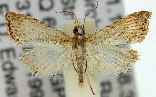 Glaucocharis molydocrossa