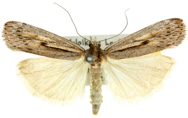 Tawhitia pentadactylus