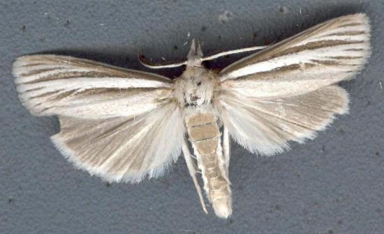 Ubida ramostriellus