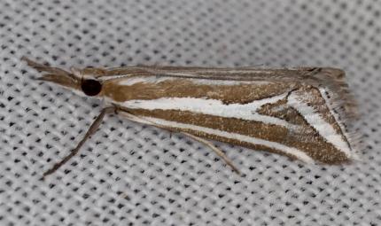 Hednota tenuilineata