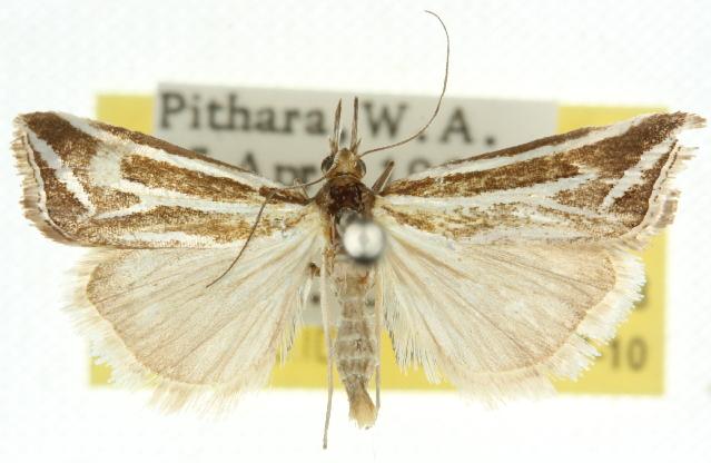 Hednota tenuilineata