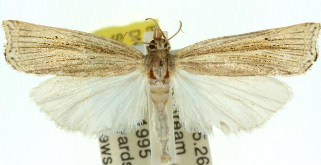 Ancylolomia westwoodi