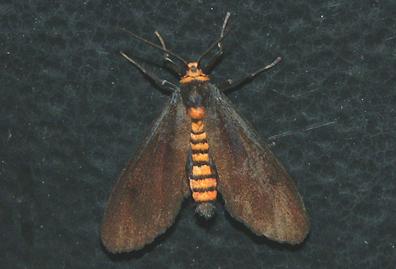 Amata bicolor