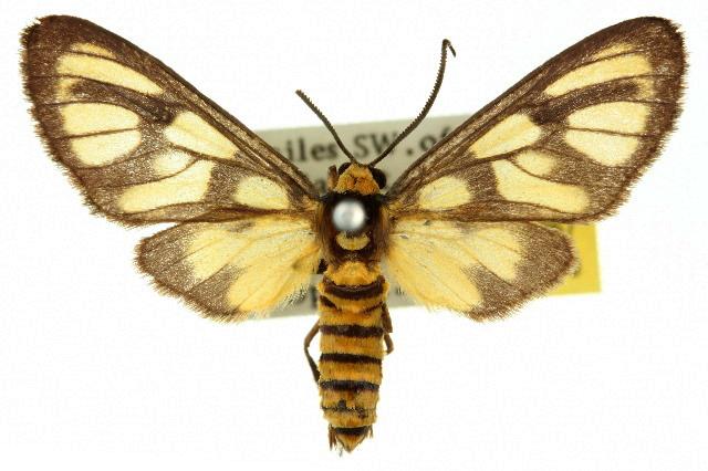 Amata humeralis male