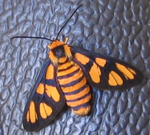 Amata humeralis female