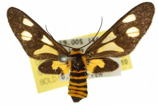 Eressa megatorna