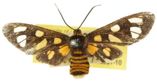 Amata nigriceps