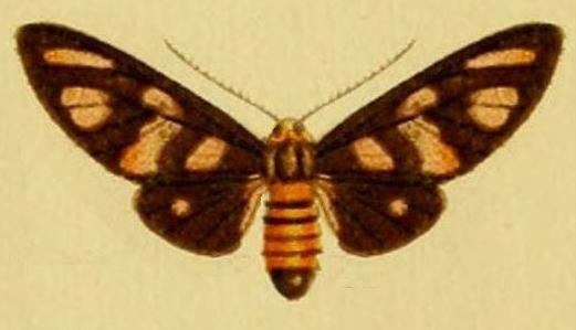 Amata phepsalotis