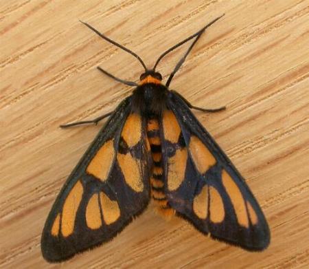 Amata trigonophora