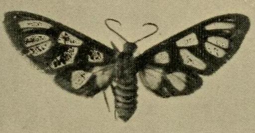 Amata trigonophora