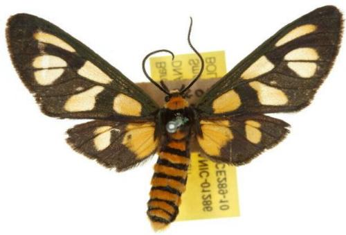 Amata trigonophora