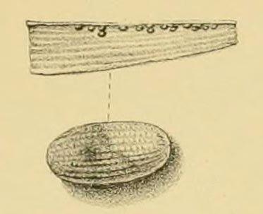 Cyclotorna monocentra