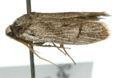 Cyclotorna monocentra