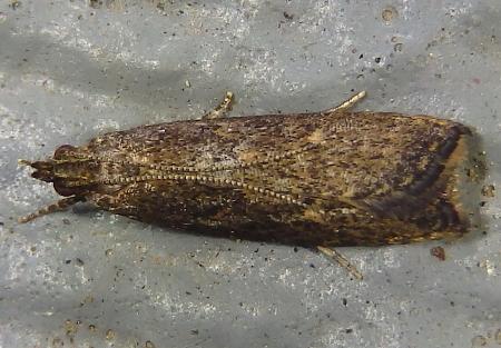 Eutorna epicnephes