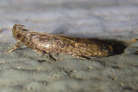 Eutorna epicnephes