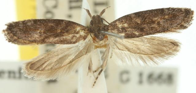 Eutorna epicnephes